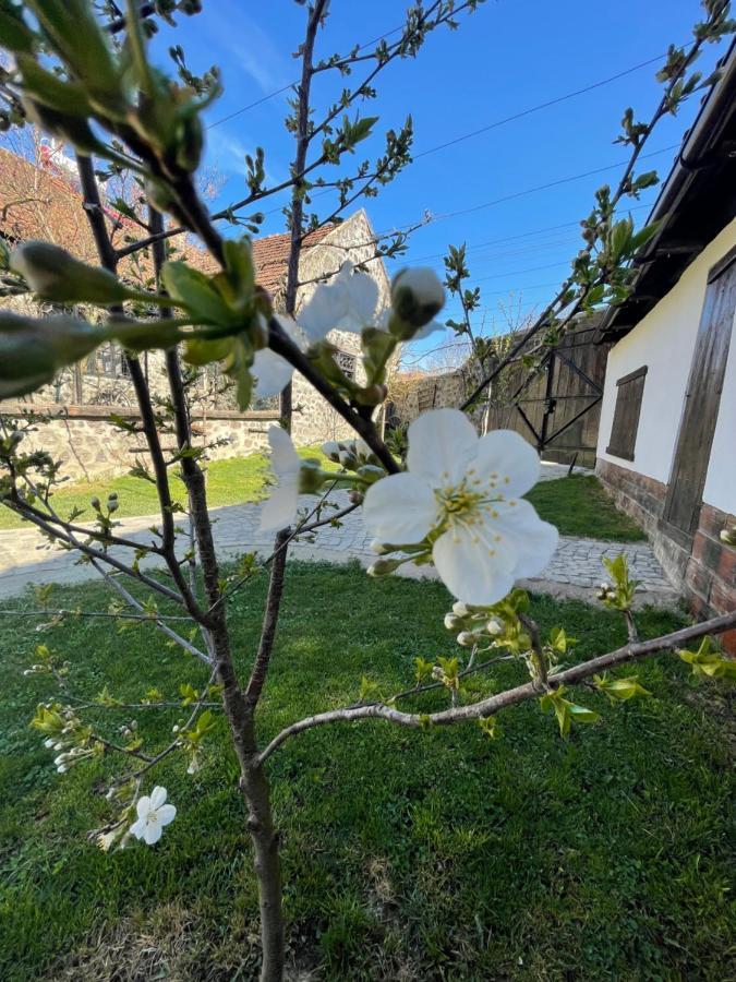 The Hunter House Villa Ciudanovita Dış mekan fotoğraf